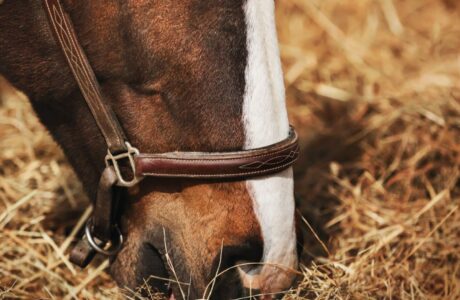 Cavallo mentre mangia il fieno