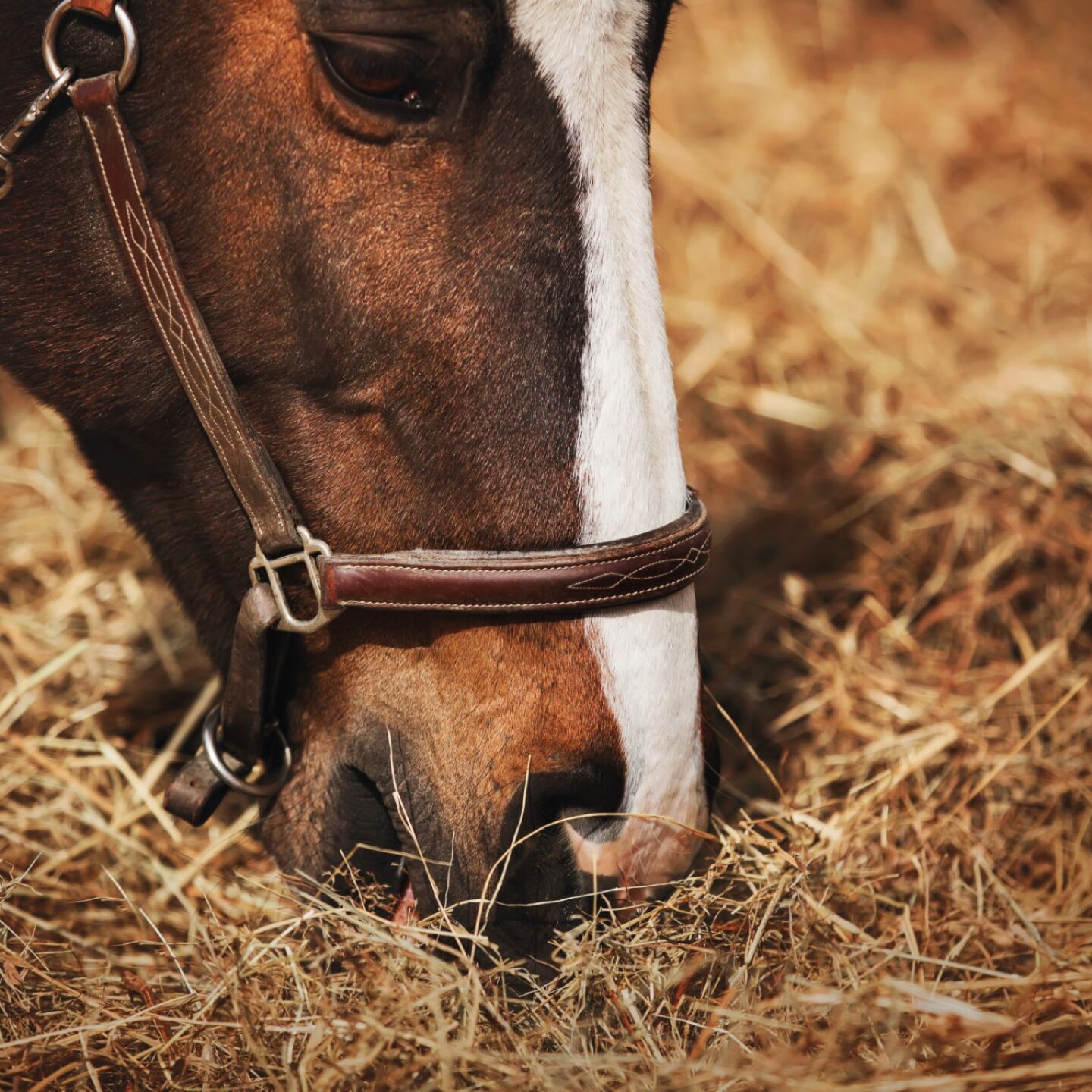 Benessere del cavallo: l'importanza di un buon fieno 2 Cavallo mentre mangia il fieno