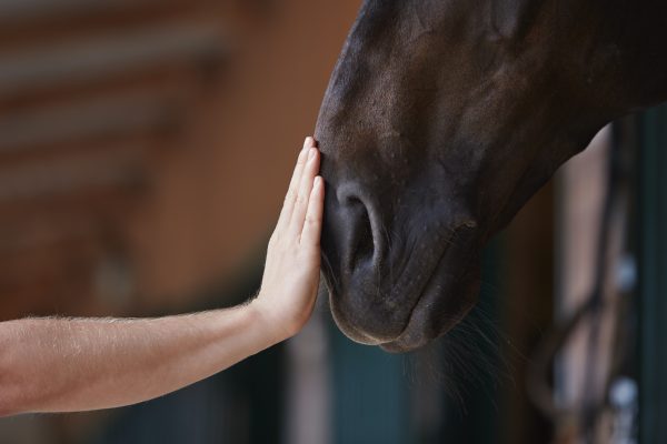 Equitazione in sicurezza: mano che accarezza un cavallo in scuderia