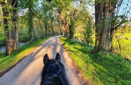 La passeggiata a cavallo è uno degli aspetti più affascinanti dell'equitazione 1 Equitazione in sicurezza: passeggiata a cavallo