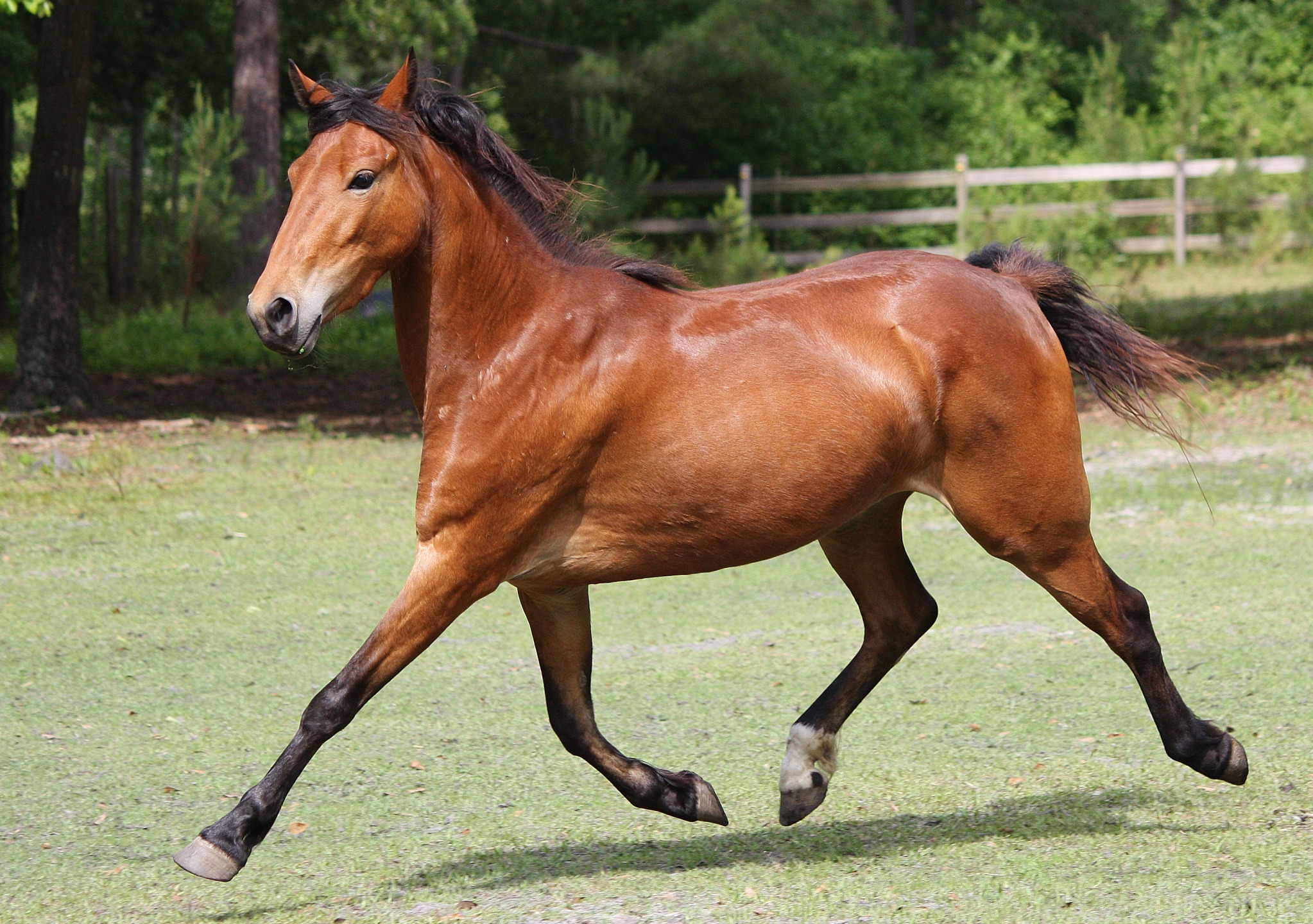 Cavallo Hackney mentre trotta in distensione