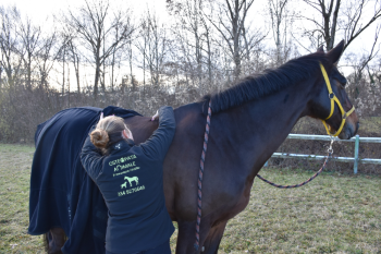OSTEOPATIA EQUINA: un beneficio per il tuo cavallo 1 1