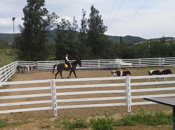 Alviano holds Mounting Championship 1 20140629 175112 1