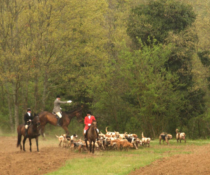 La Equitazione di campagna Mitteleuropea riparte da Filissano nel Viterbese 1 3 the covert