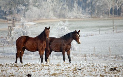 Grooming: qualche accorgimento per affrontare meglio l'inverno 1 3437540 due cavalli in piedi su un campo in inverno in uno sfondo paesaggio invernale 0