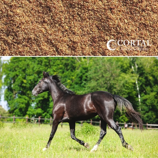 Nutrizione equina: la salute del mantello nella muta primaverile 1 34C87101 040E 46BE BDA5 AE6A33A23B58