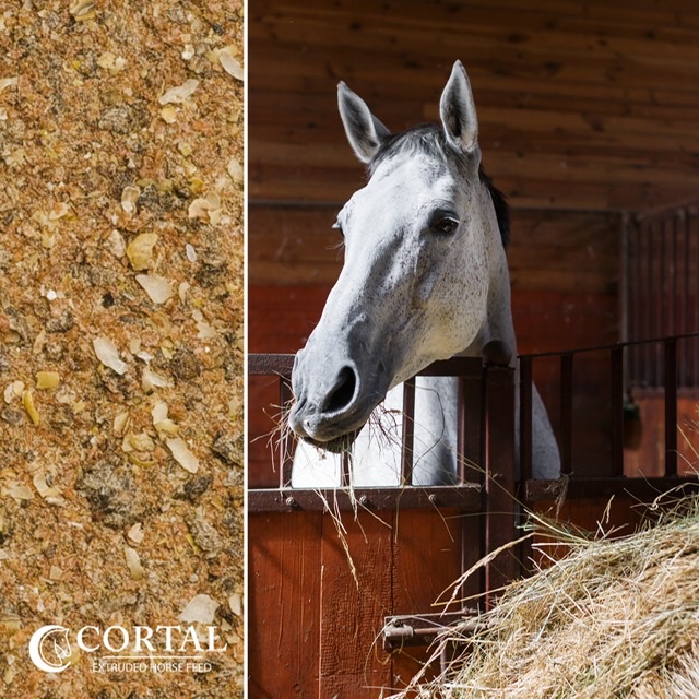 Nutrizione equina: Cos’è la fibra e qual è la sua funzione? 1 39B0B8DD 1BE8 42B8 A2E2 A7D869ECE26C