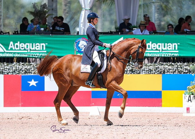 Jennifer Williams vince il campionato Lövsta Future Challenge Young Horse Grand Prix Series all'AGDF 11 1 432C4A0C 1792 4B41 A342 2E816D960027