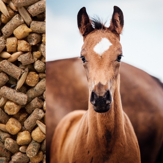 Nutrizione equina: Come affrontare la gestione alimentare del puledro? 1 86A70B3D 35D9 4641 AC7D 739772D65BFC