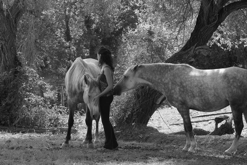 Attualità: l'Italian Horse Protection diventa modello esemplare di volontariato da esportazione 1 8GreystoneGinaedEleonora