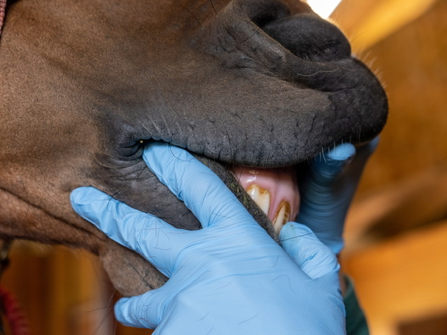 Veterinaria: l’importanza della cura dentale nel cavallo 1 951B5209 54F2 4749 8DBE B5D46D2C707A