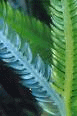 Killer Algae: protests following the death of a horse 1 Alga assassina 1