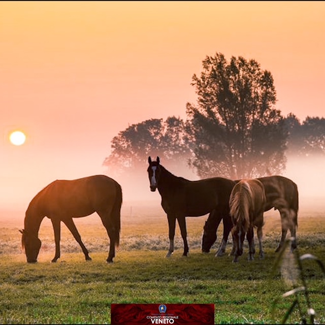 VENETO, ACCORDO TRA FISE E CONFAGRICOLTURA: “COMPARTO EQUESTRE ALLA STREGUA DI QUELLO AGRICOLO” 1 Allevamento di cavalli in Veneto