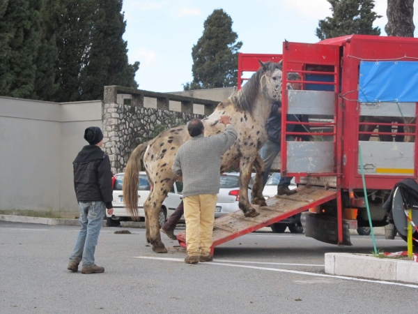 Animali portati cavalli salita