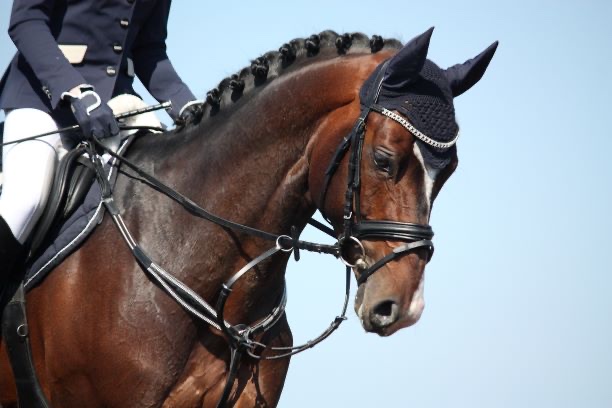 Dressage: i nuovi regolamenti FISE 1 C9D61017 DB69 44E0 B590 49CED4BB5B60