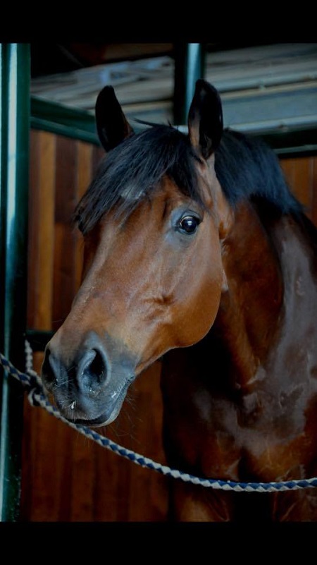 CAVALLO©Guiapavese 1