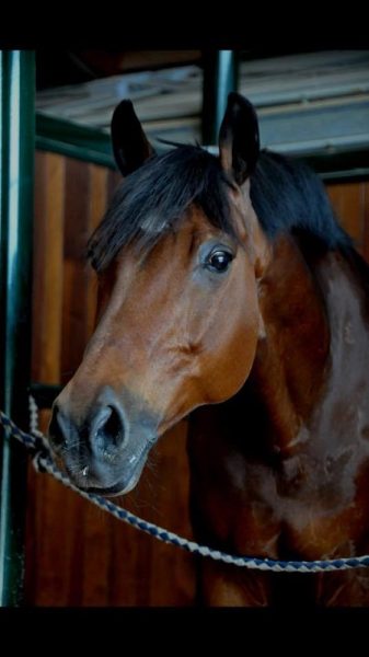 CAVALLO©Guiapavese
