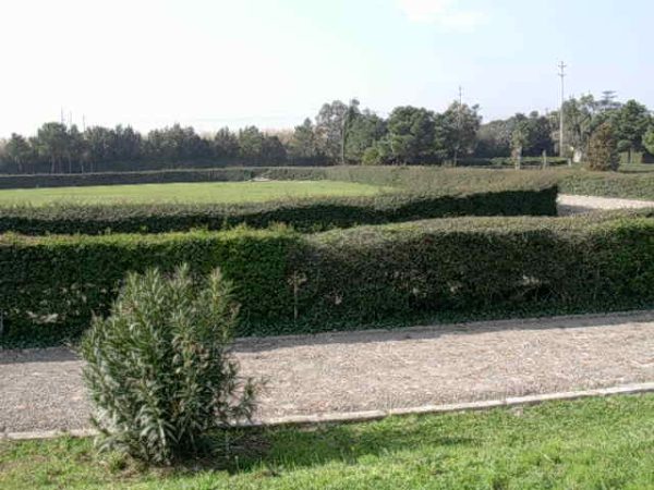 Campo in erba 1