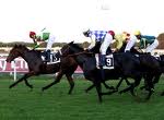 Ippica-galoppo. Il Premio Capannelle é la tris-rebus della domenica romana 1 Capannelle cavalli 15
