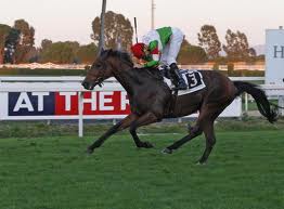 Capannelle cavallo 1 1