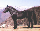 Cavalli merens 1
