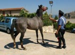 Rubati nel Riminese 4 cavalli da corsa 1 Cavalli rubati 1