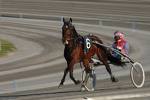 Cavallo 9