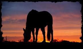 Cavallo di sera