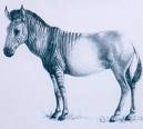 Bones of an extinct horse found 1 Cavallo idruntinus 1