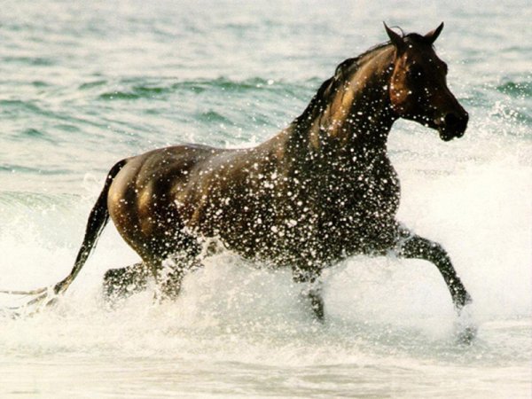 Progetti Fise: la dottoressa che sussurra ai cavalieri 1 Cavallo in corsa nel mare