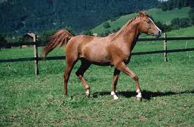 Giustizia ippica. Arriva l'avvocato del cavallo. 1 Cavallo prato