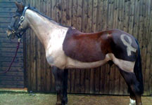 CavalloCancro