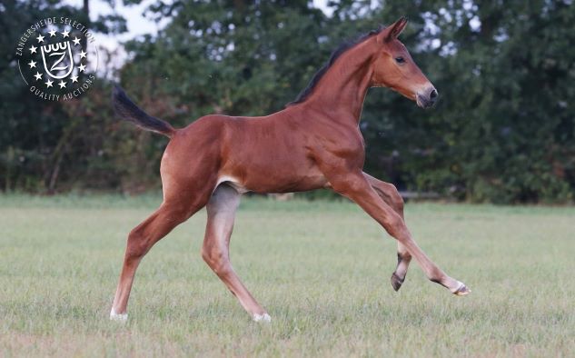Zangersheide: media record di € 34.333 1 Chacana Hero Z. 0