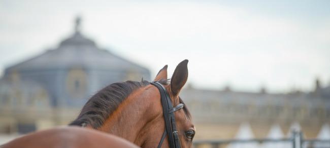 Chantilly welcomes top names for LGCT 1 Chantilly2017 © Jessica Rodrigues RBpresse 2 1