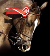 CSI2*: a Nizza un'altra vittoria per Herholdt e Viktor 1 Cheval 1
