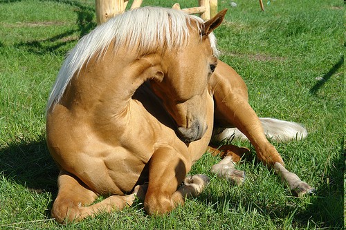 Colica cavallo