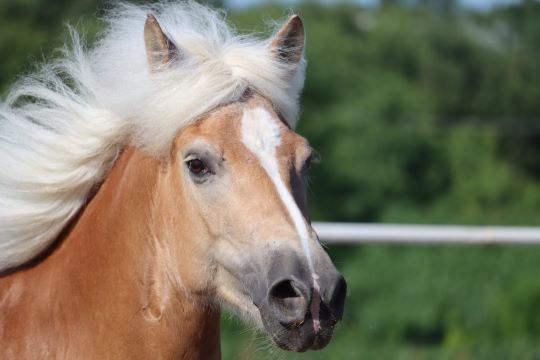 Copyright free esemplare cavallo Haflinger