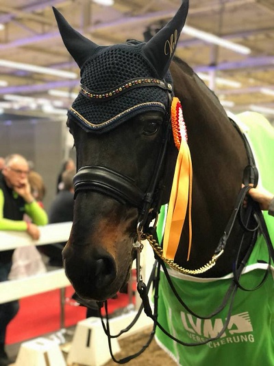 Damsey FRH with his CDN Munster ribbon. Photo courtesy of Helen Langehanenberg