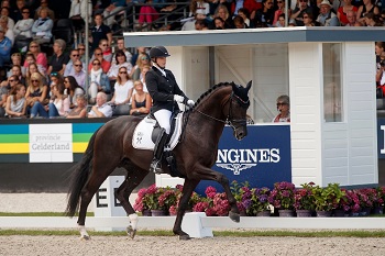 Dressage, Don Martillo campione del mondo dei cinque anni 1 Don Martillo 5Y Hippofoto