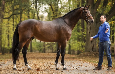 Dourkhan Hero Z, the first new name for stallion catalogue Stud Zangersheide 2019 1 Dourkham Hero Z stallions 2019 Zangersheide Zangersheide 0