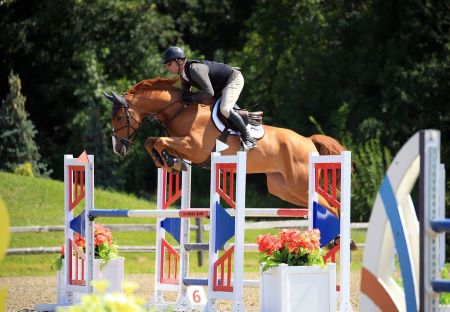 QBS Equestrian Expands Young Horse Development Program with Doonaveeragh Balou 1 ESI Photography