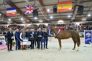 Eldorado dElle SF french stallion champion 2017