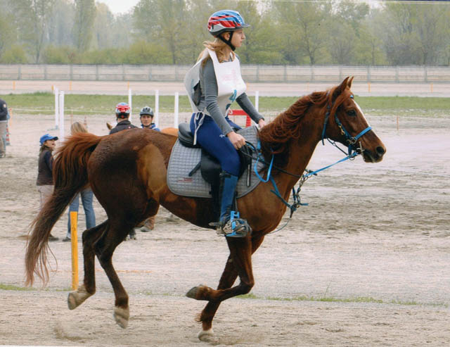 Endurance: ottime prestazioni dei cavalieri azzurri in Austria 1 Elena Trapolari Bad Blumaoimg010