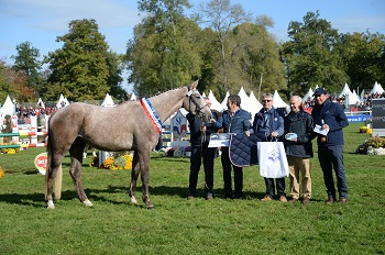 Epsilon des Aubriers champion de France jeunes chevaux par complet 3 ans