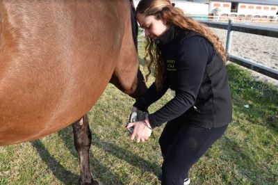 Osteopatia equina - Trattamento GOT per il cavallo 1 FM Osteopatia Animale