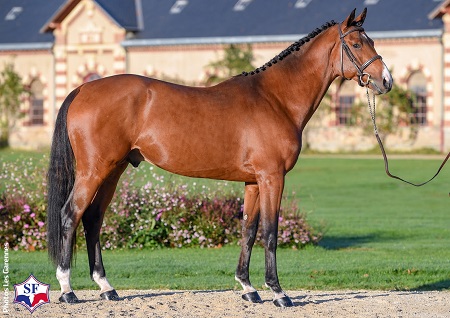 Fibonacci de Lessac SF winner 3yo SF 2018 credits SF
