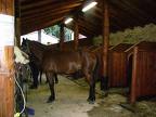 A.A.A. articoli equestri cercasi 1 Filicaia 1