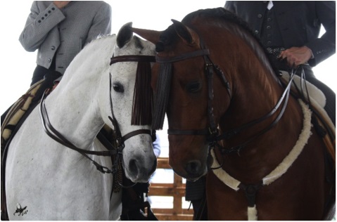 Fitetrec Travagliato cavalli 2016