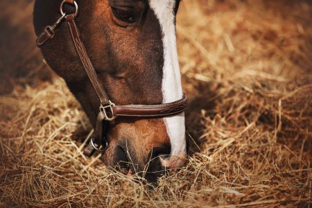 Nutrizione equina: Guida ai macronutrienti nella dieta del cavallo 1 Foto 1 Macronutrienti