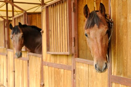 Nutrizione equina: la colica nel cavallo, attenzione alla gestione! 1 Foto Colica 2 Cortal